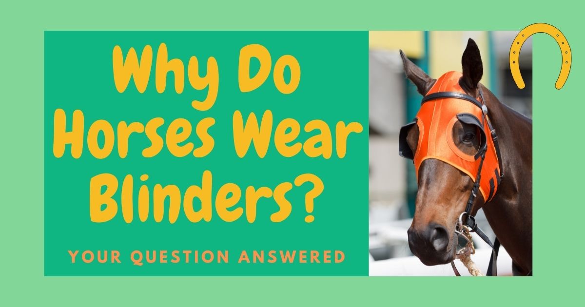 why do horses wear blinders