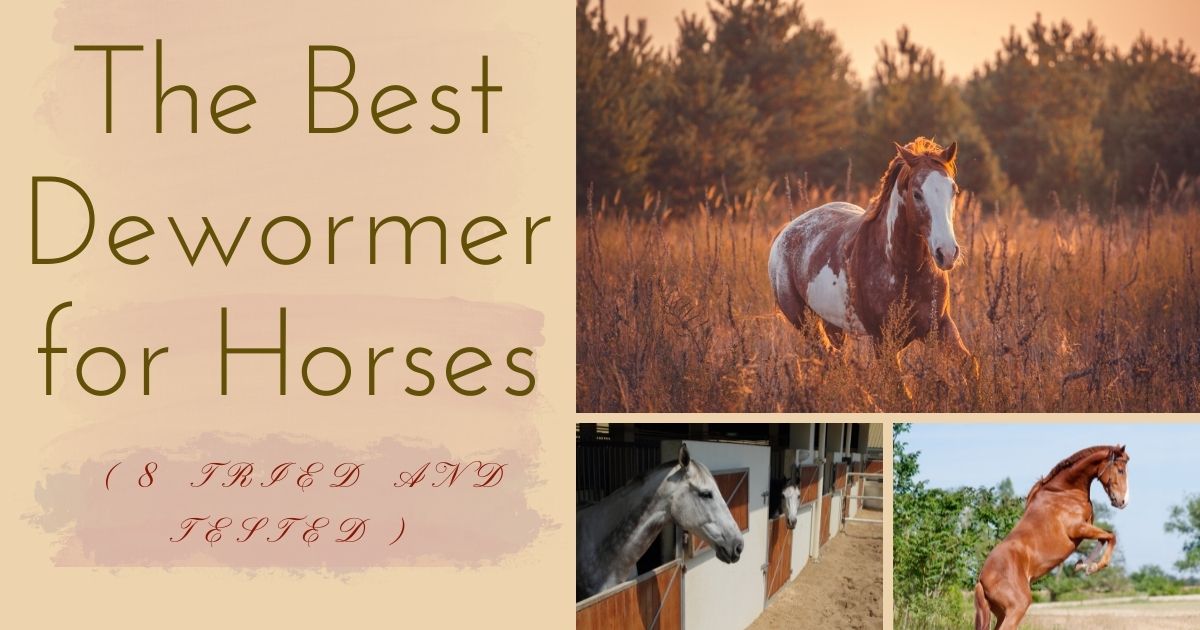 best dewormer for horses