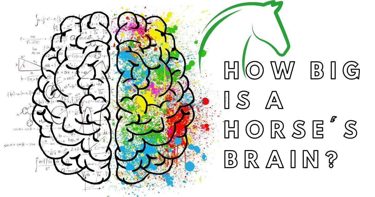 how big is a horse's brain