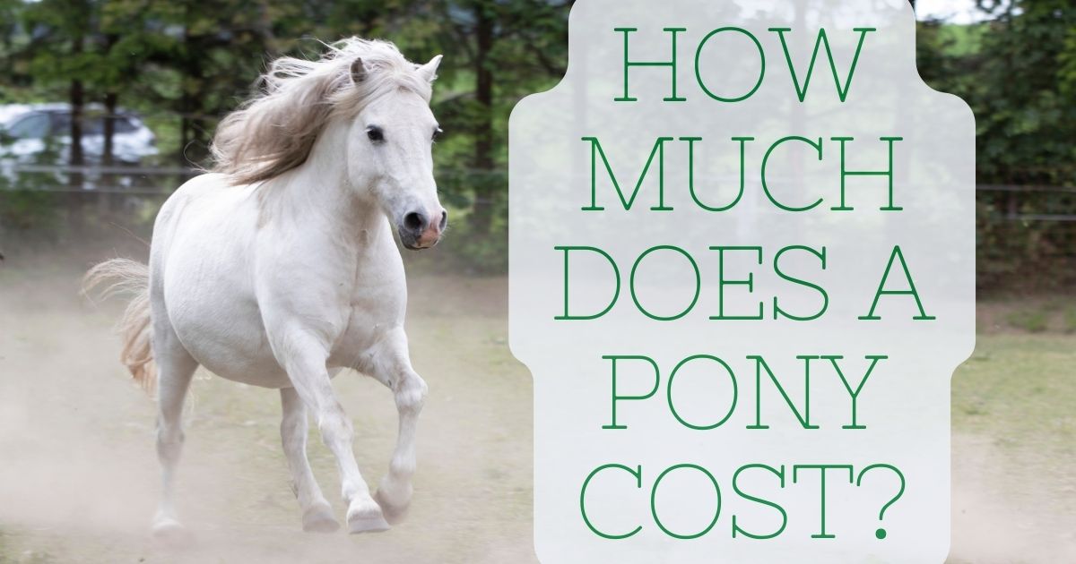 how much does a pony cost