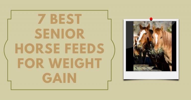 Best Senior Horse Feeds For Weight Gain