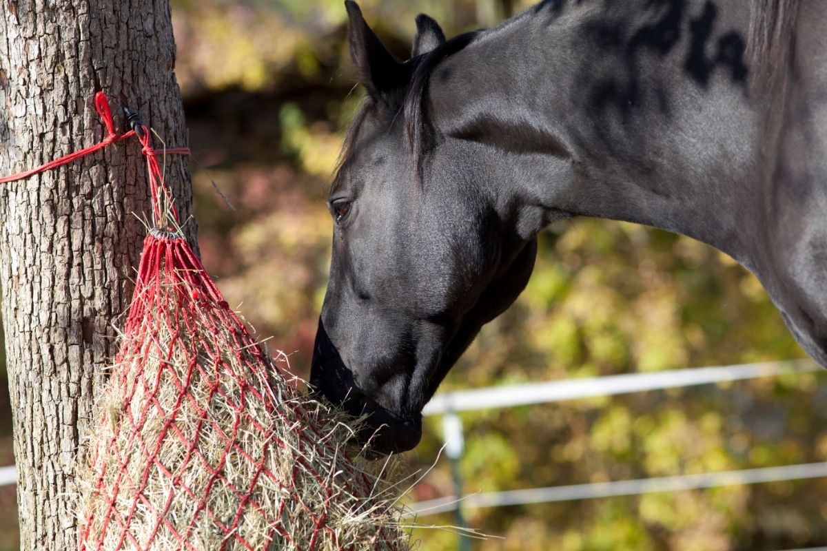 Horse feeding with hay net