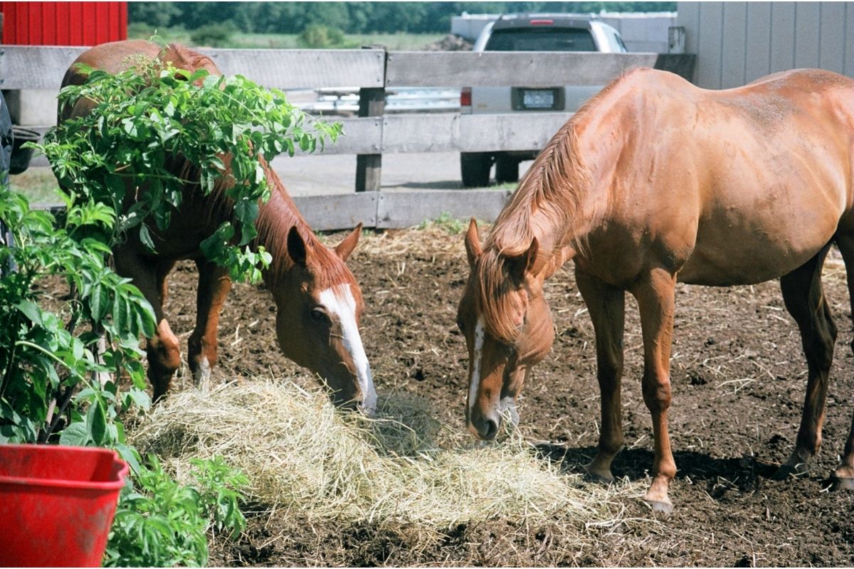 Horses Feeding