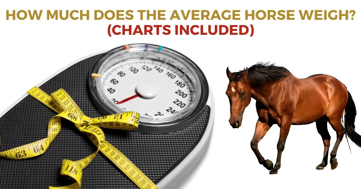 how much does the average horse weigh