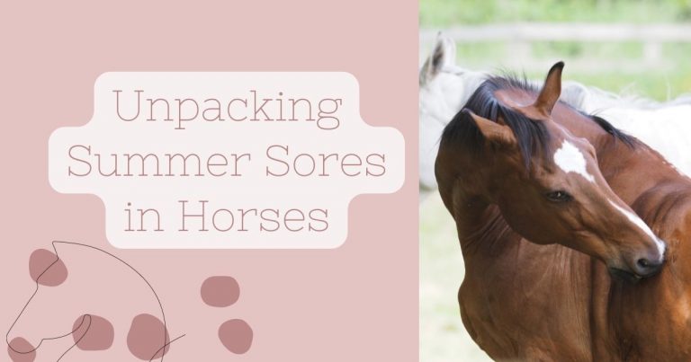 summer sores in horses