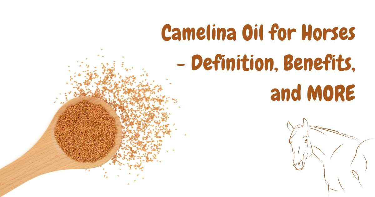 camelina oil for horses