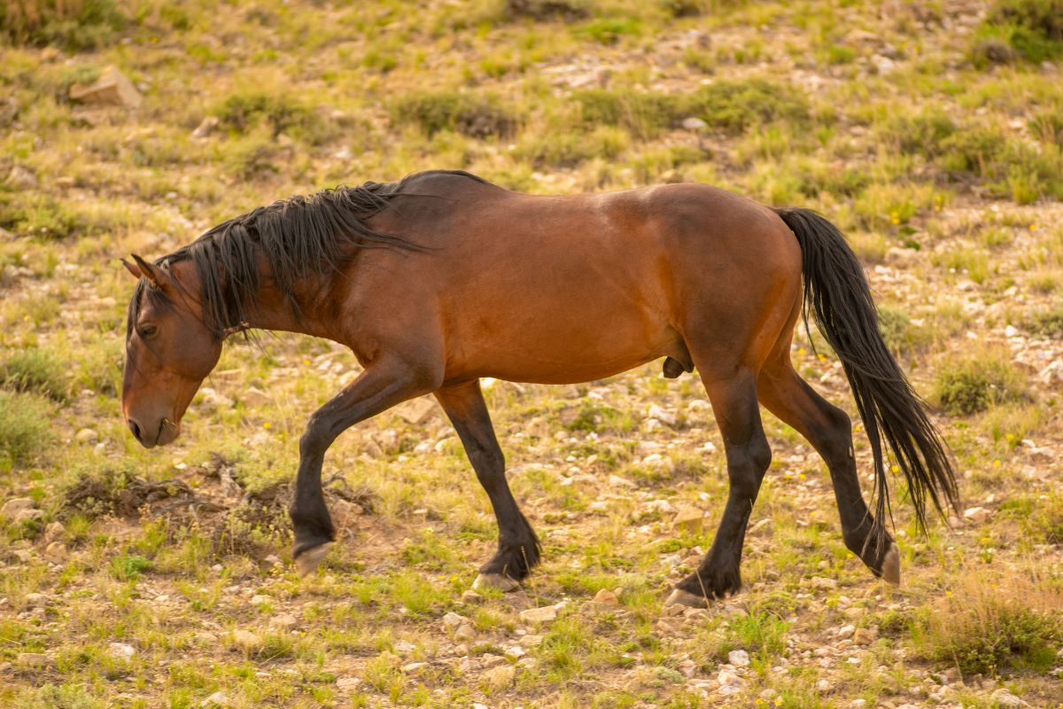 horse walking in field