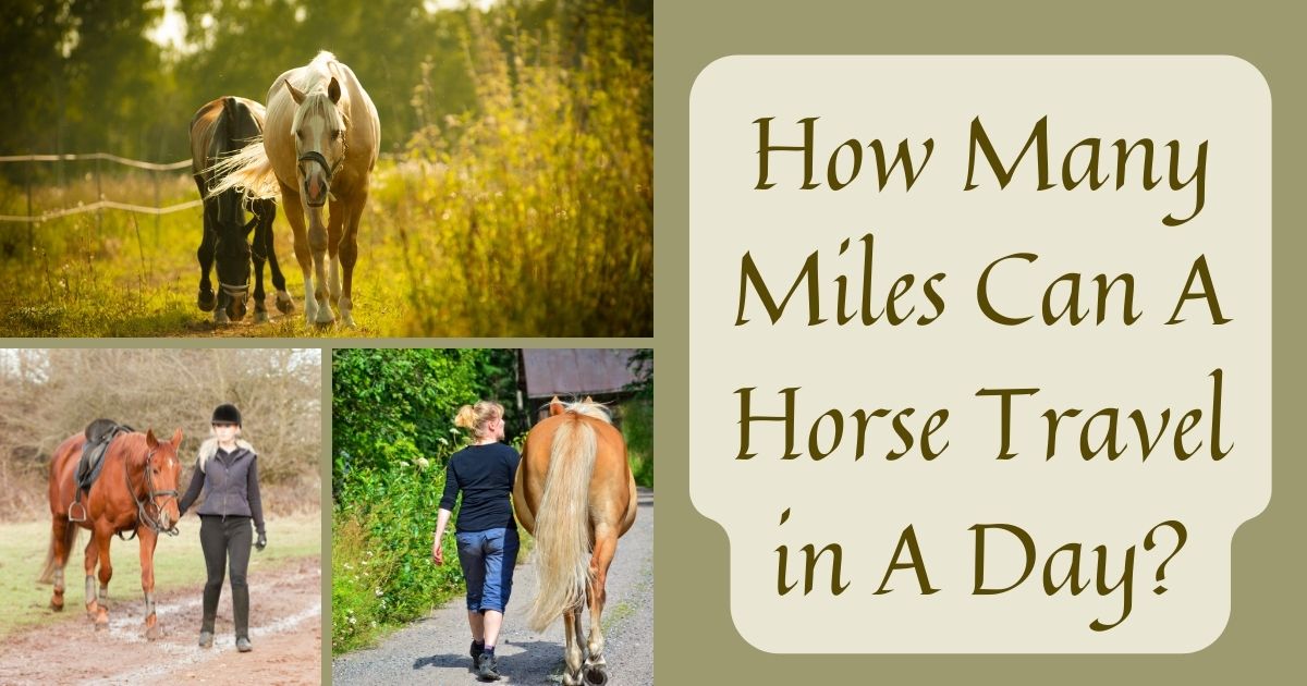 how many miles can a horse travel in a day