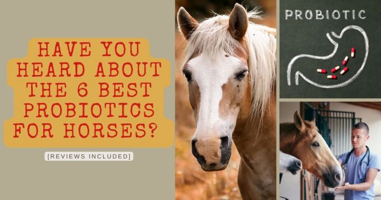 probiotics for horses