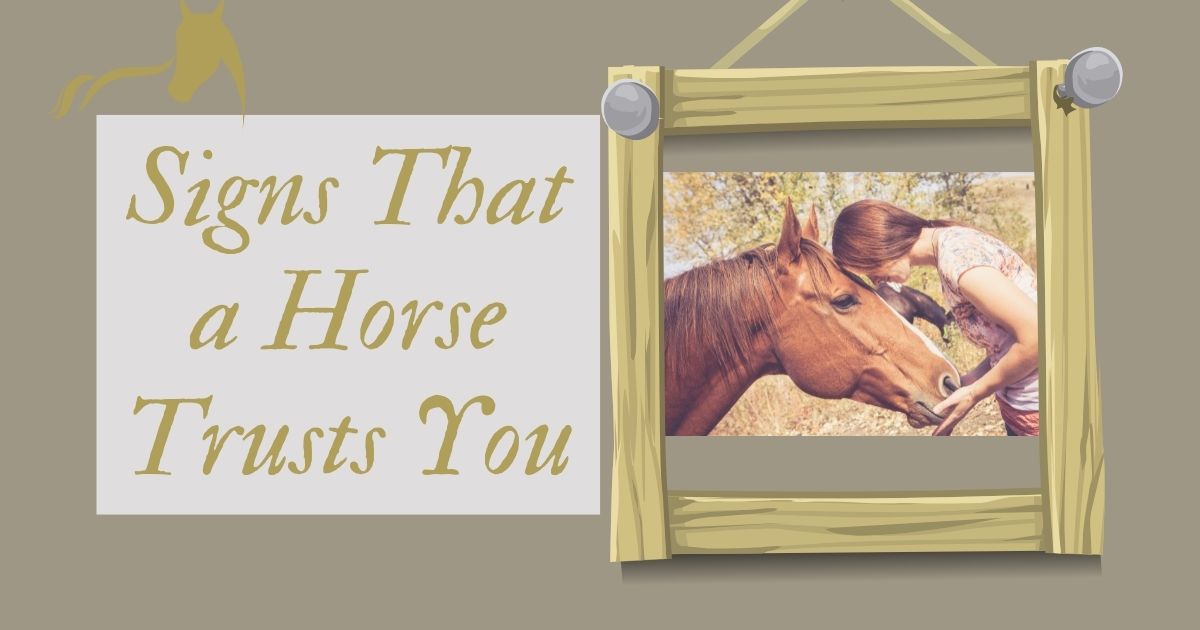 signs that a horse trusts you