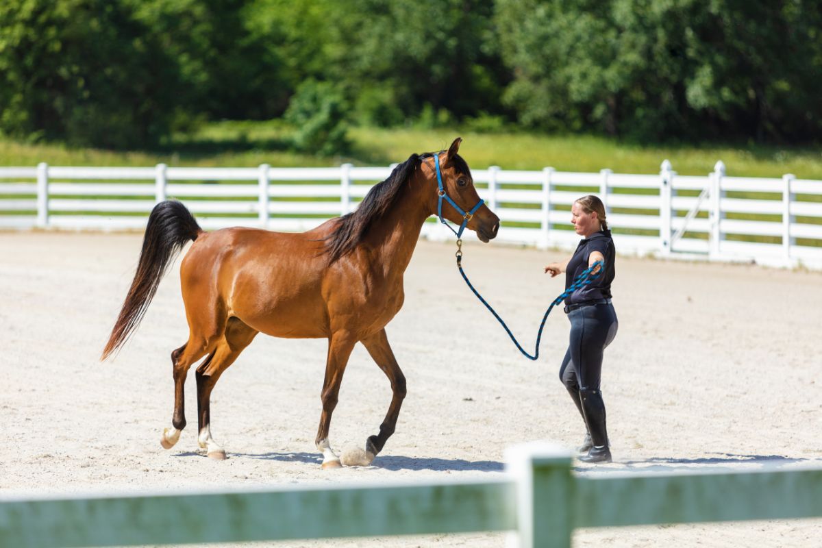 trainer training horse
