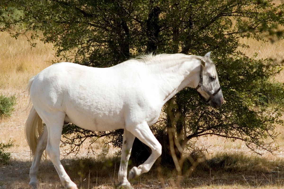 white horse walking