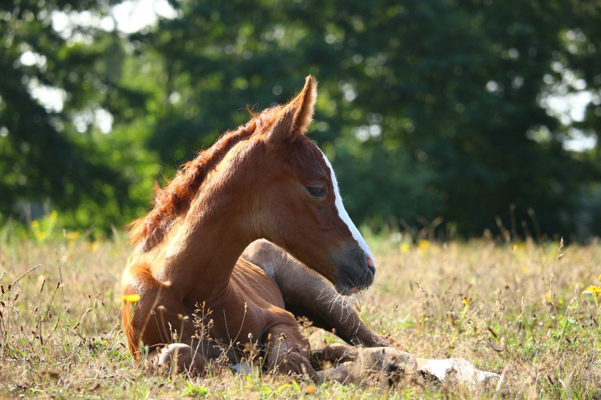 Horse foal