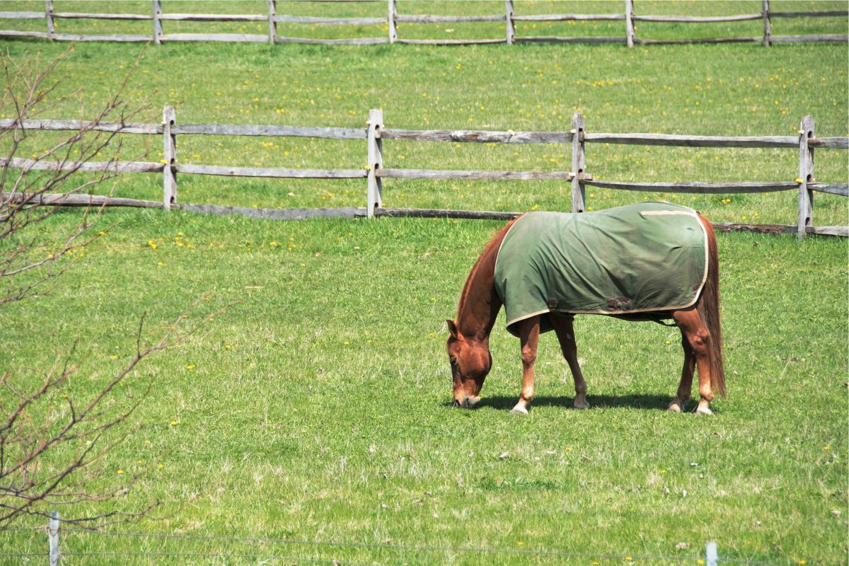Horse in blanket