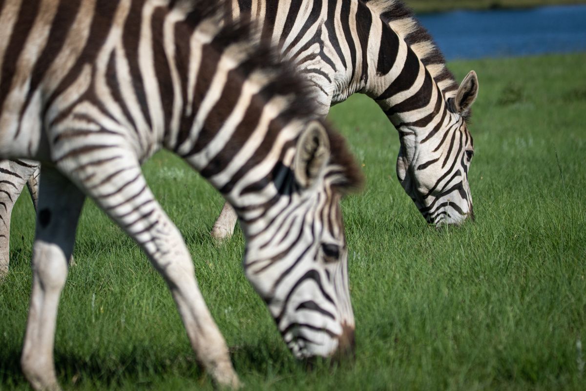 Zebras eating grass