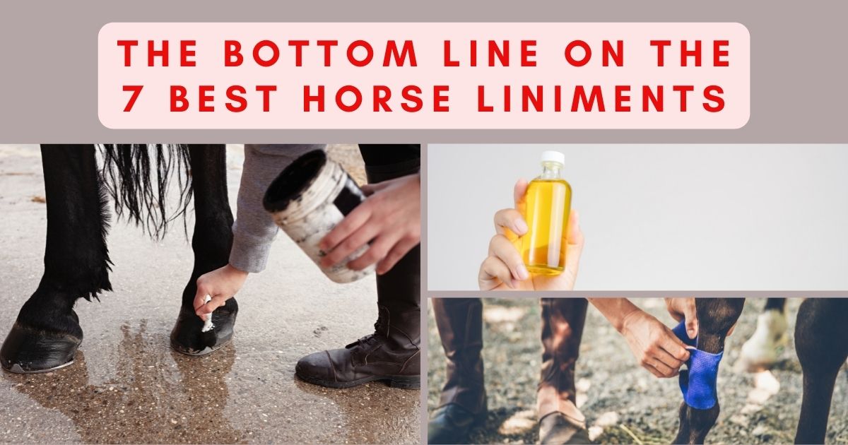 best horse liniment