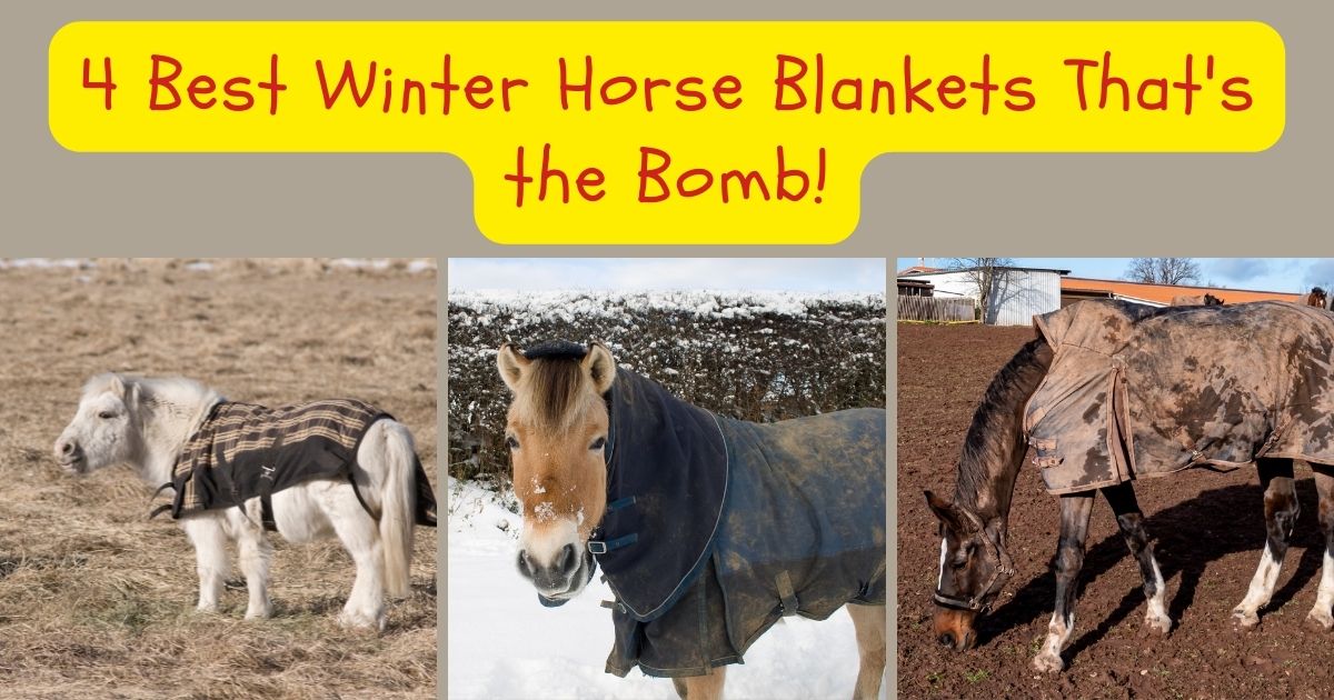 best winter horse blankets