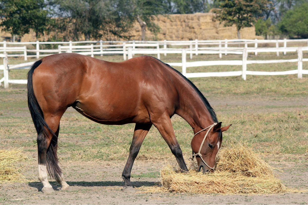 brown horse eating hay