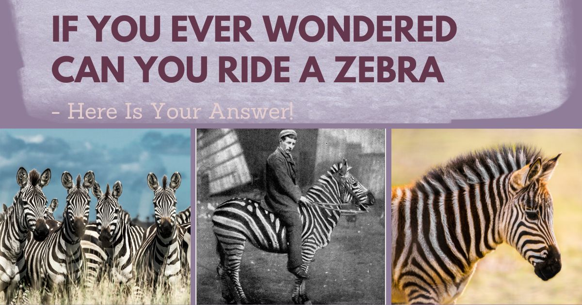 can you ride a zebra