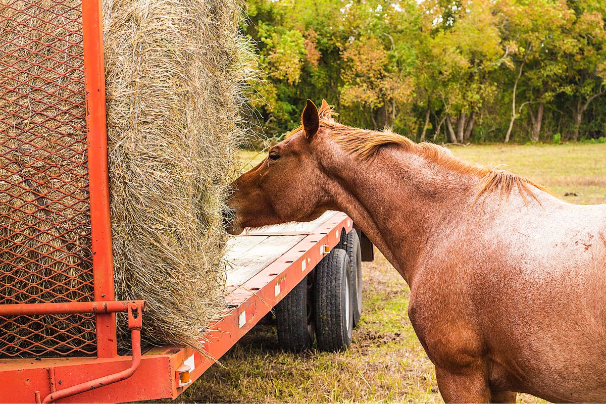 horse eats hay