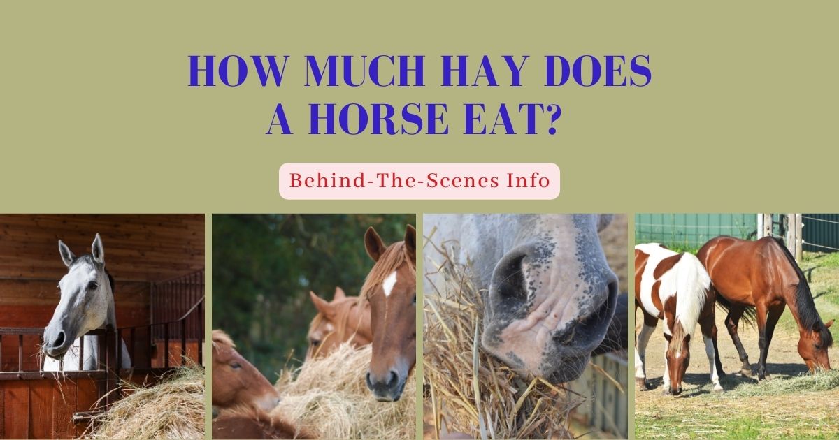 how much hay does a horse eat