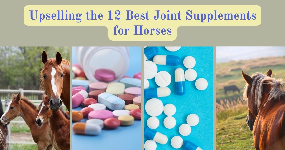 Best Joint Supplements for Horses