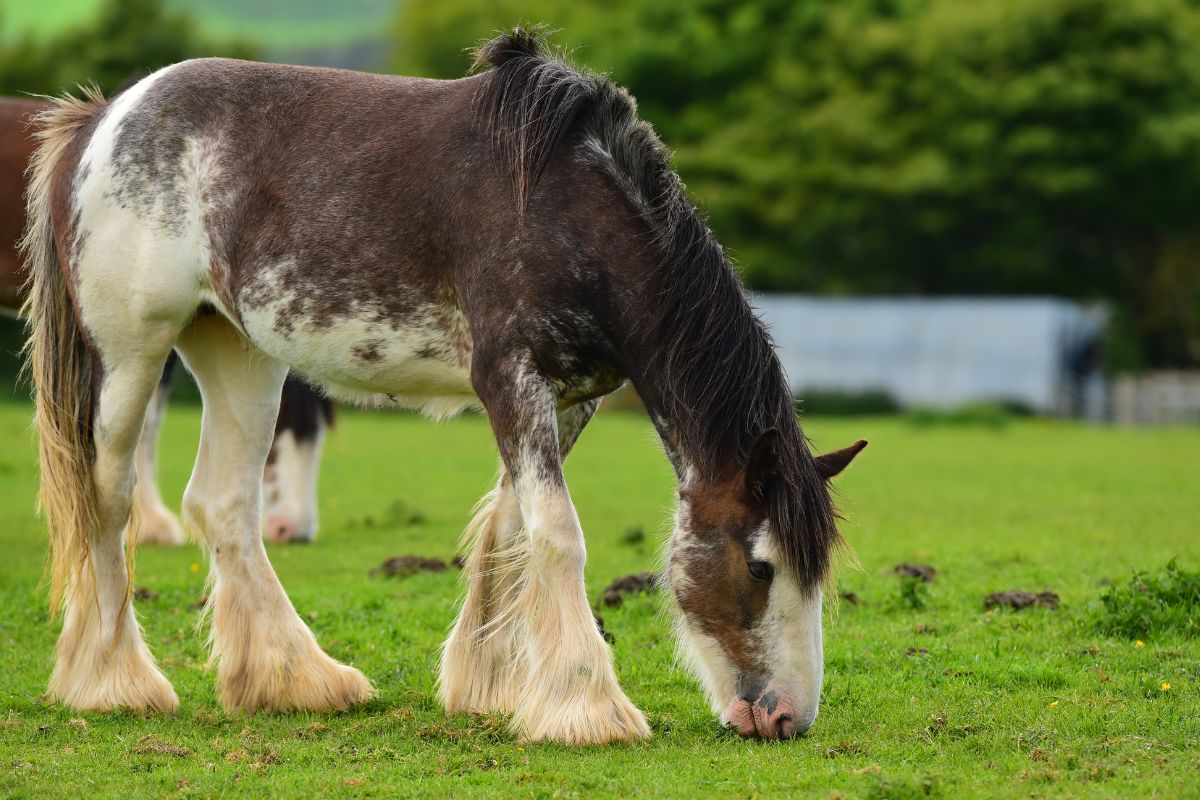 Clydesdale horse