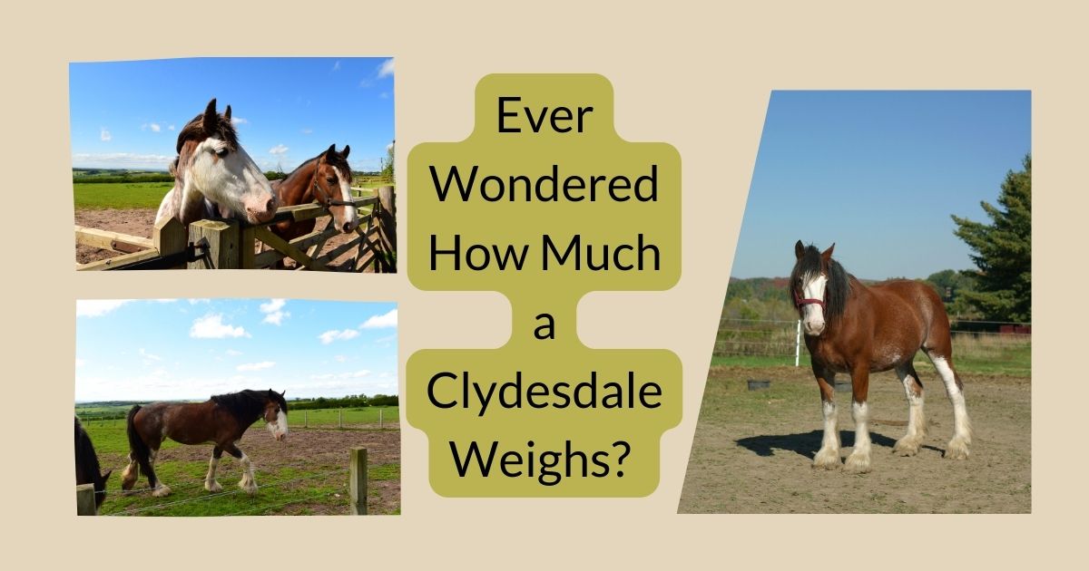 Clydesdale Weigh