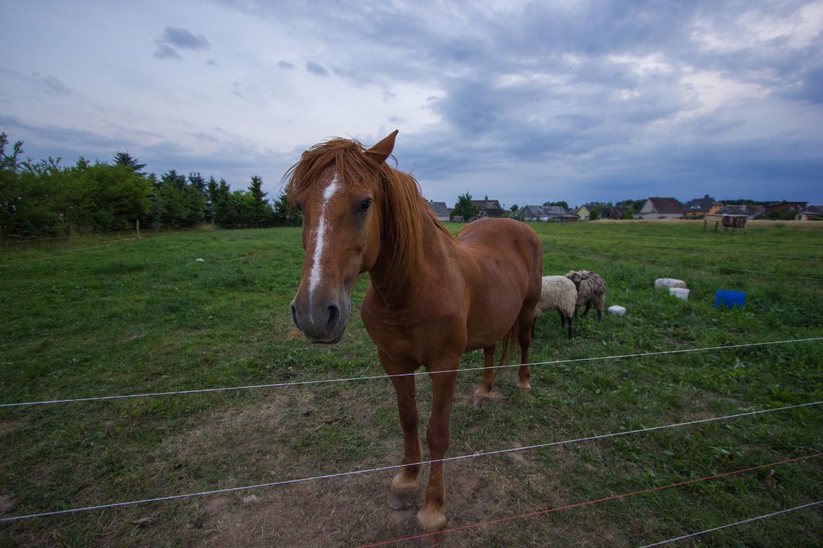 Horse behind the electric fence