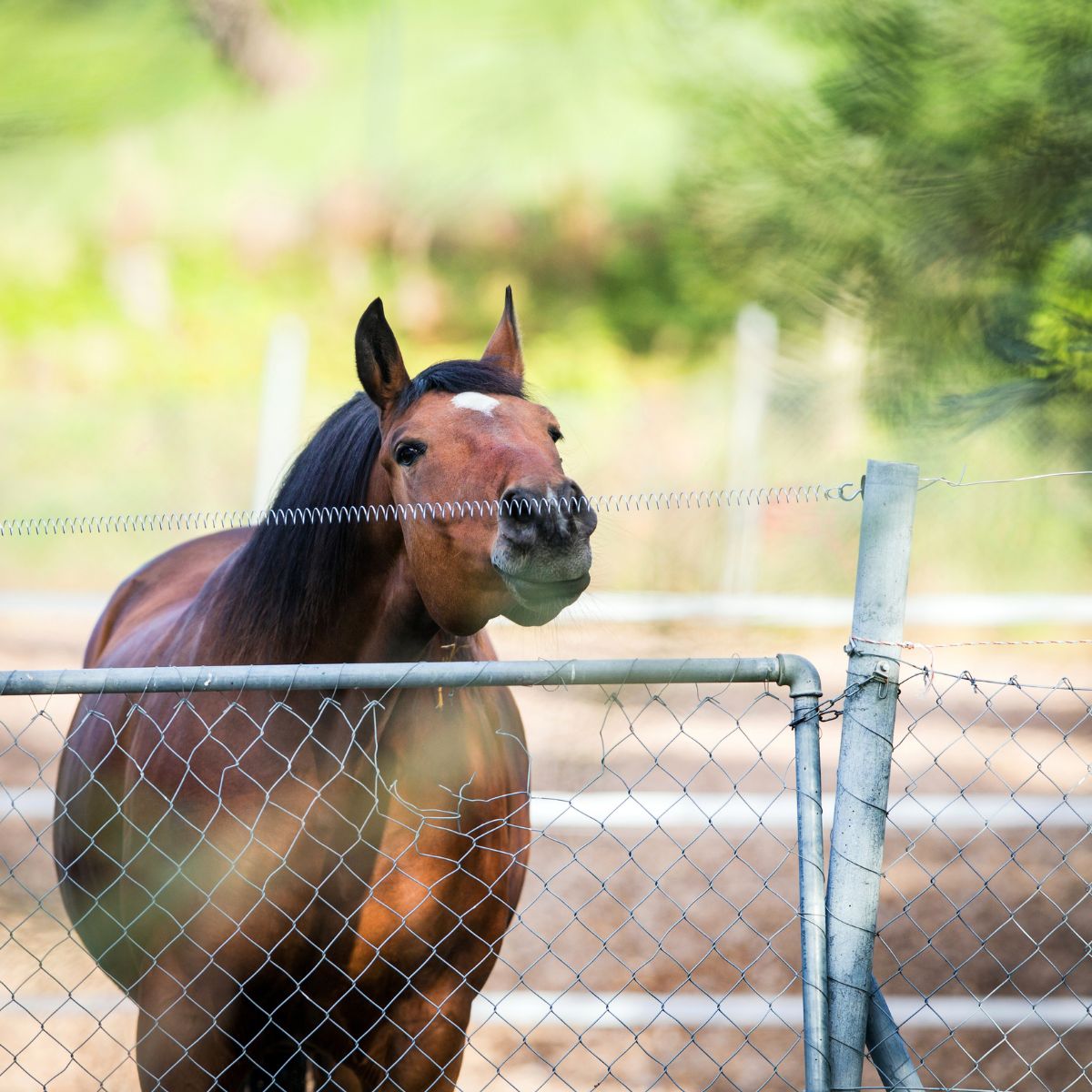 Horse touching a electric fences