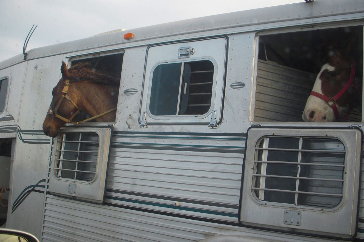 Horse traveling  in horse trailer