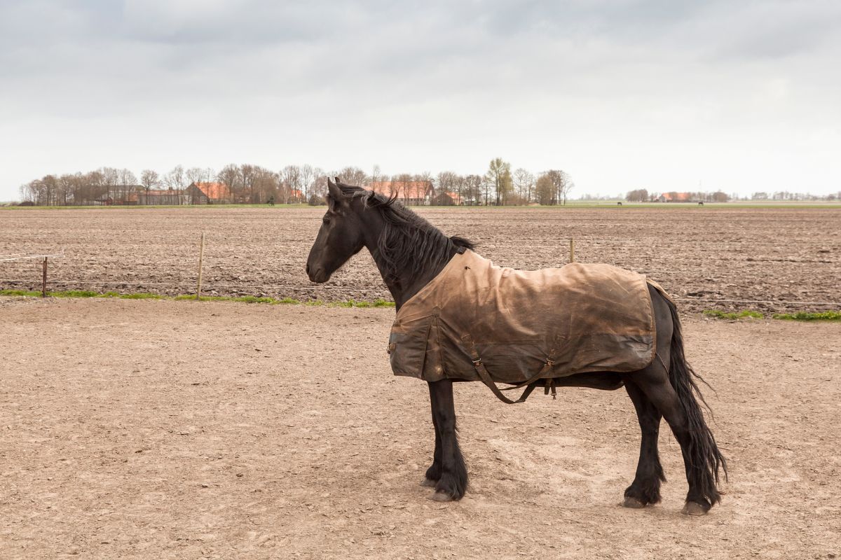 Horse with brown blanket