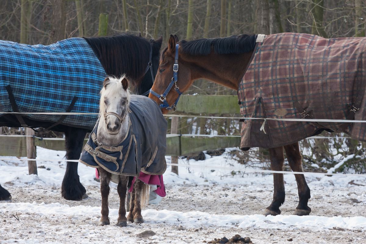 Horses wearing blankets