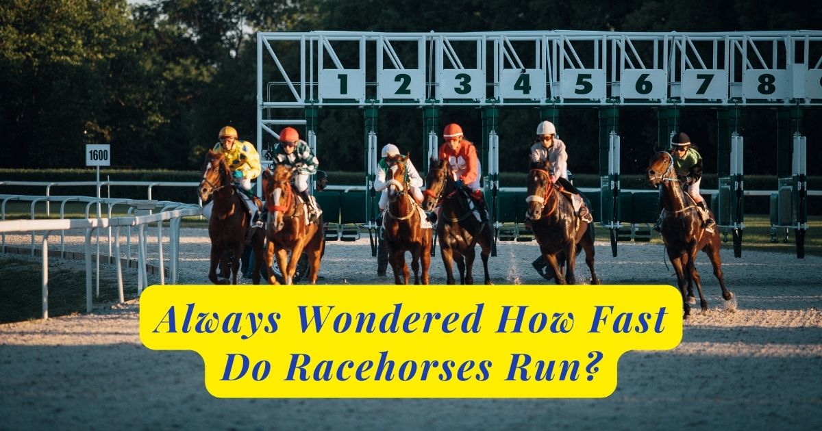 how fast do race horses run