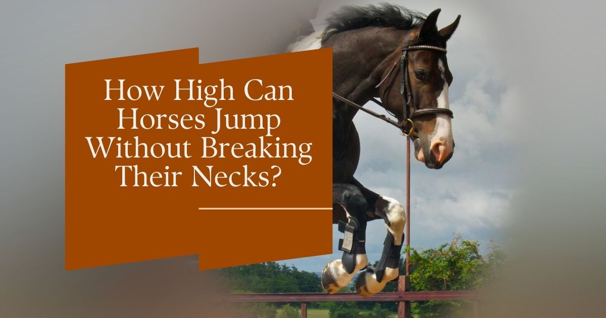 how high can horses jump