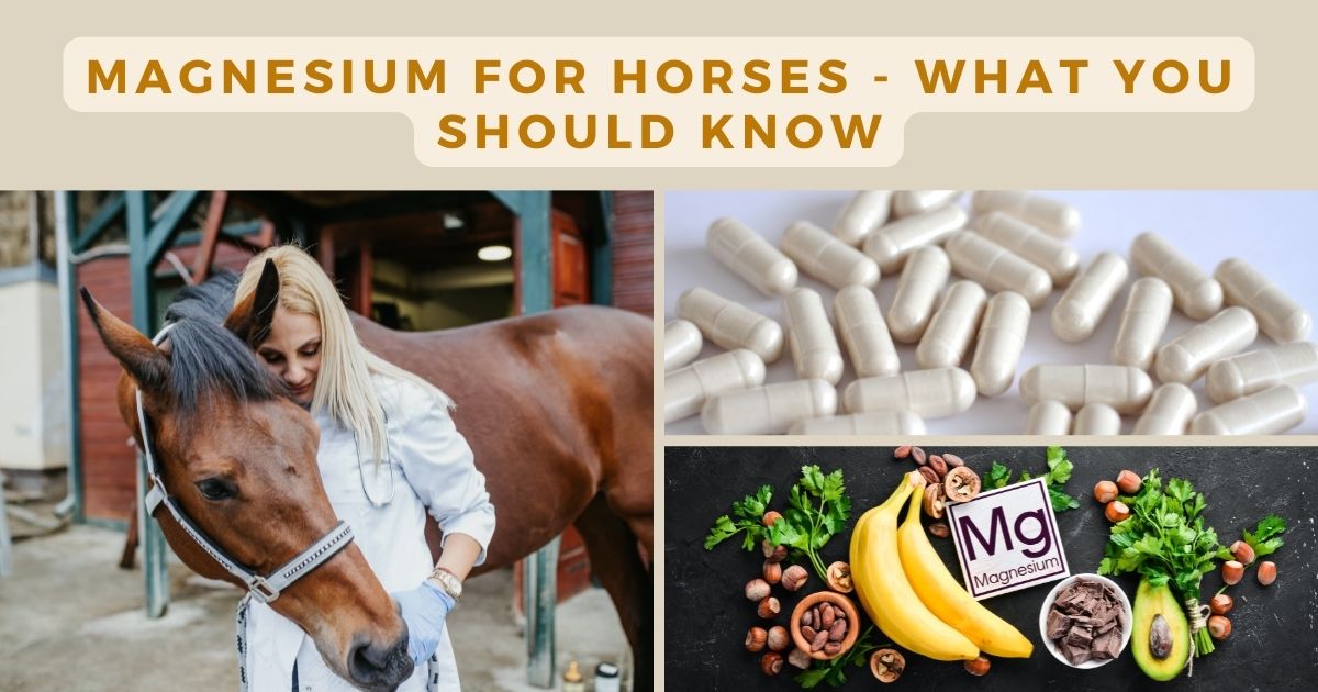 magnesium for horses