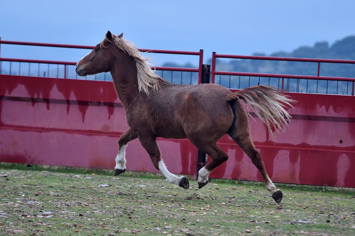 Percheron horse