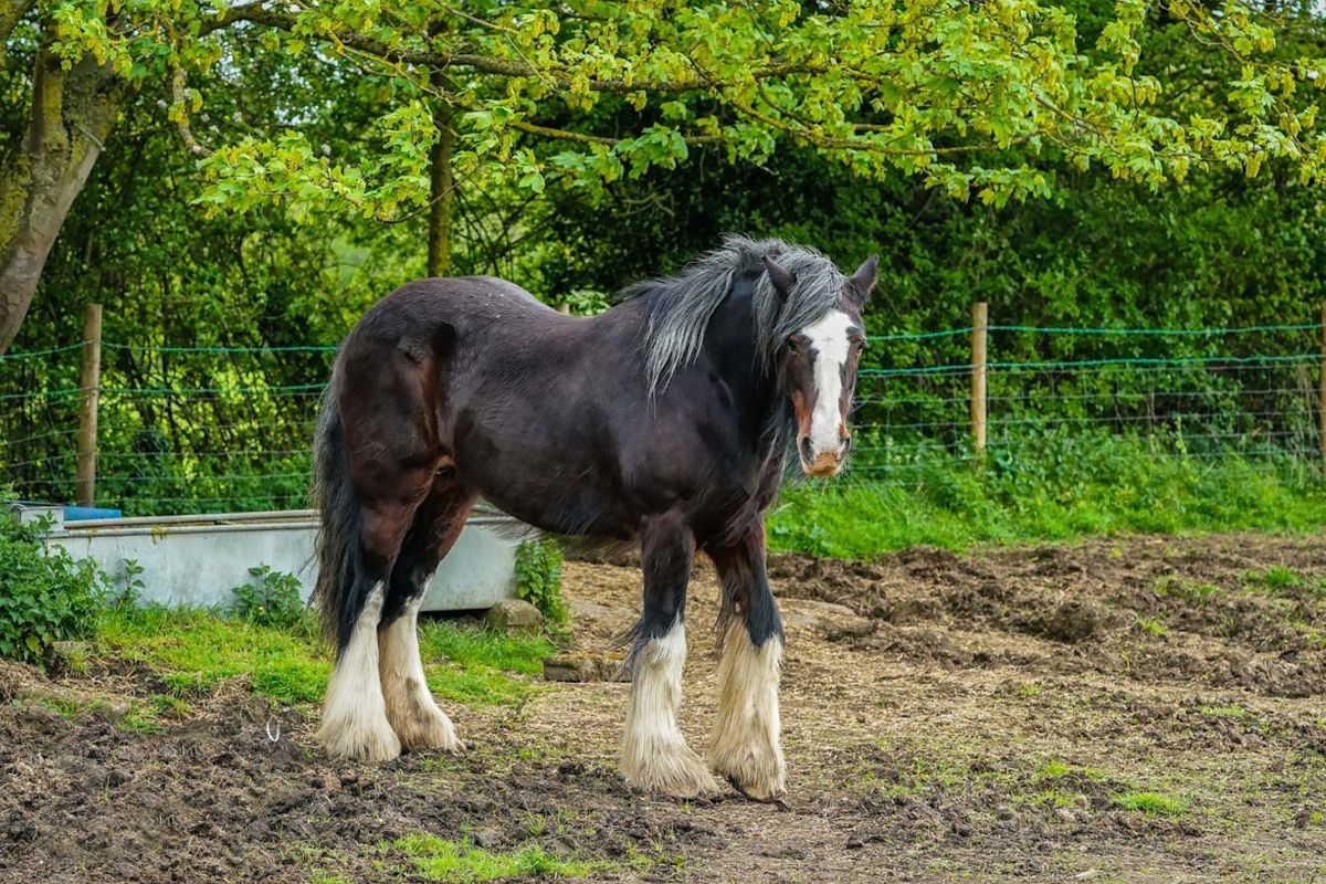 The shire horse