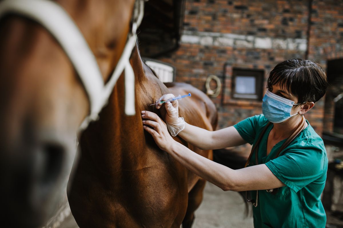 Woman veterinarian gives an injection to horse