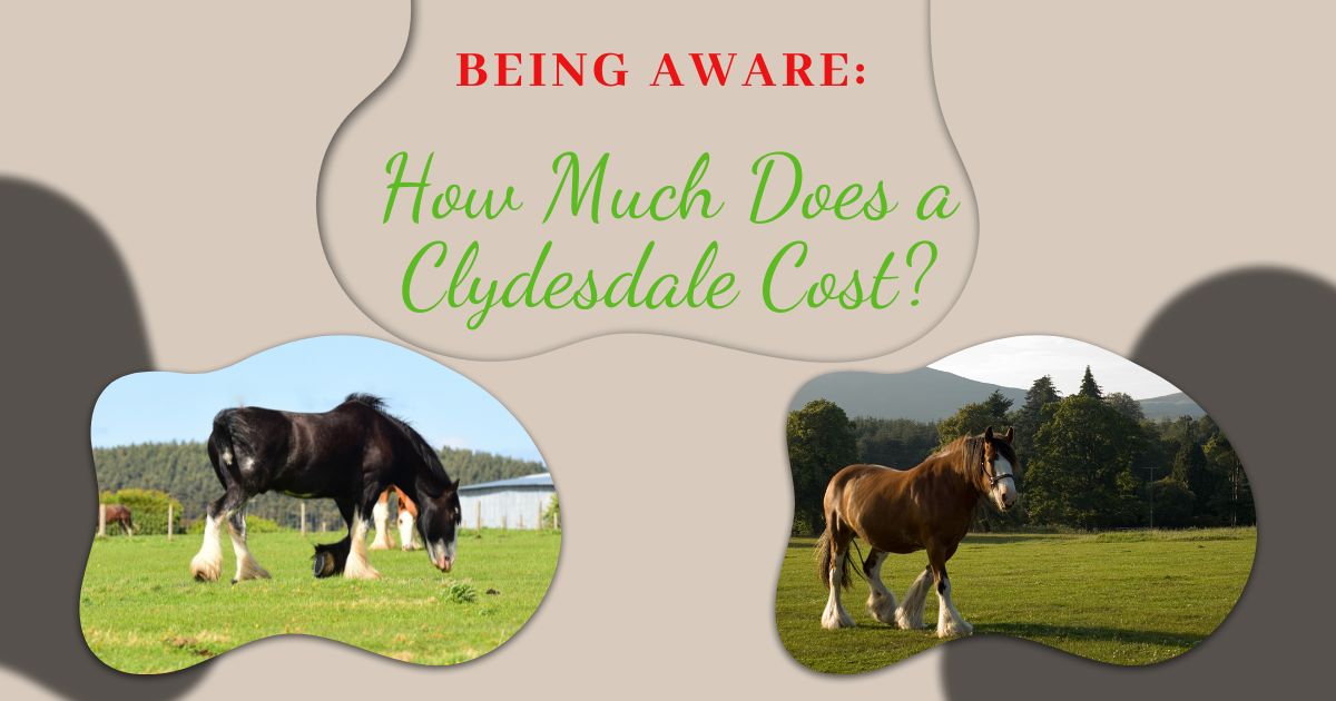 how much does a clydesdale cost