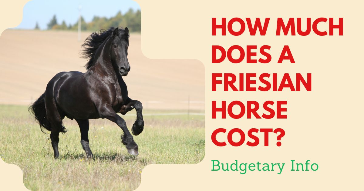 how much does a friesian horse cost