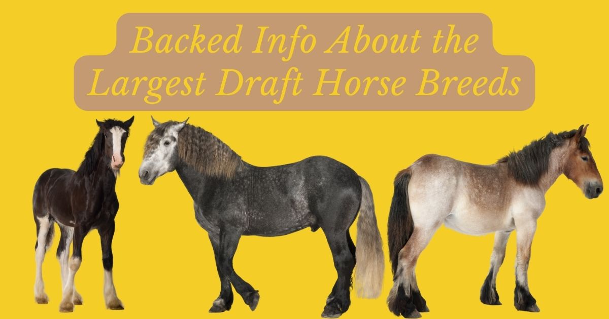 largest draft horse breed
