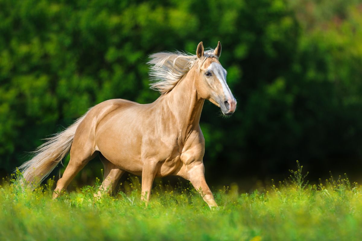 Beautiful palomino horse
