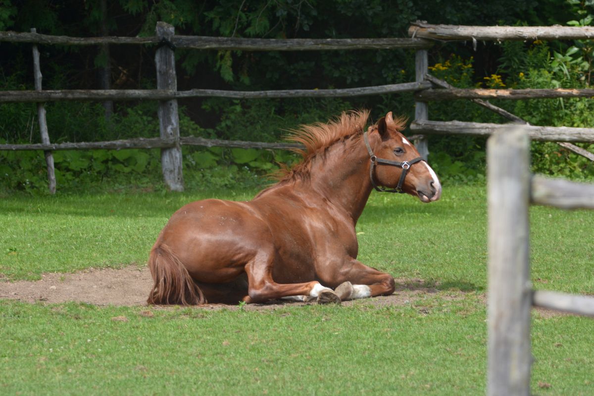 Brown horse laying down on the grass