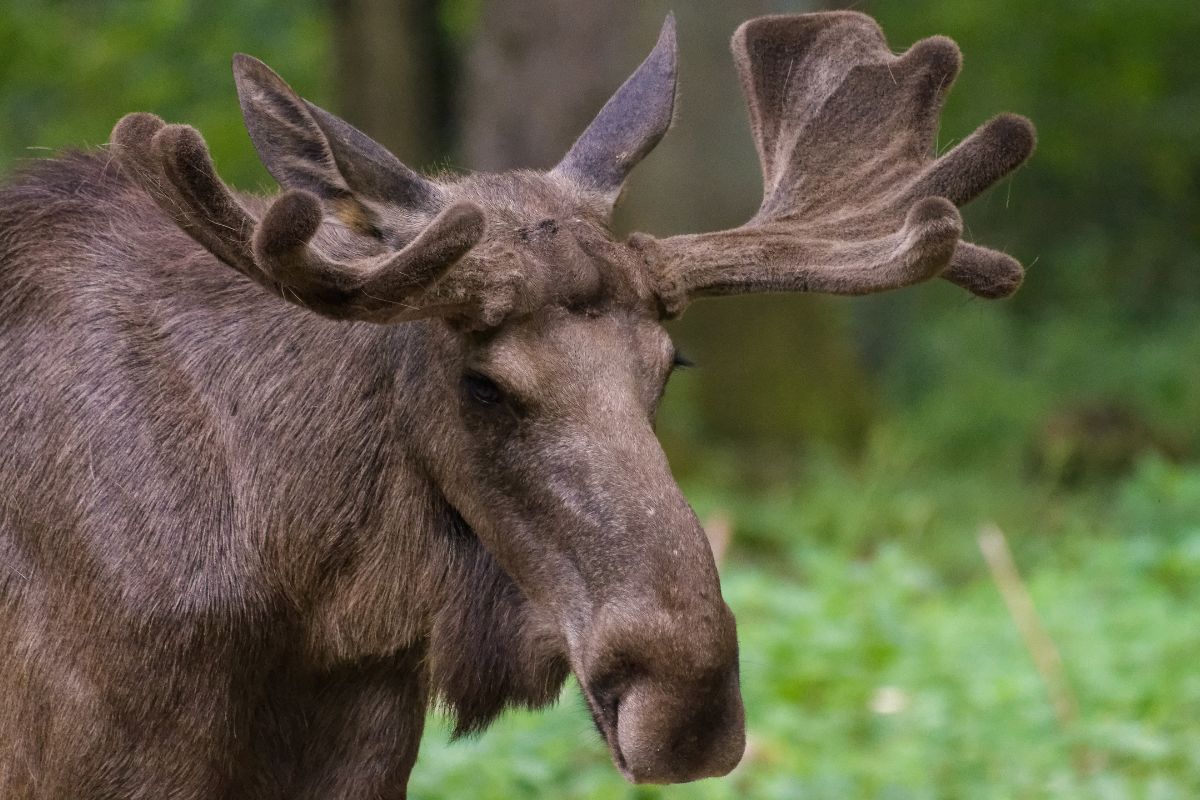 Close up of a moose