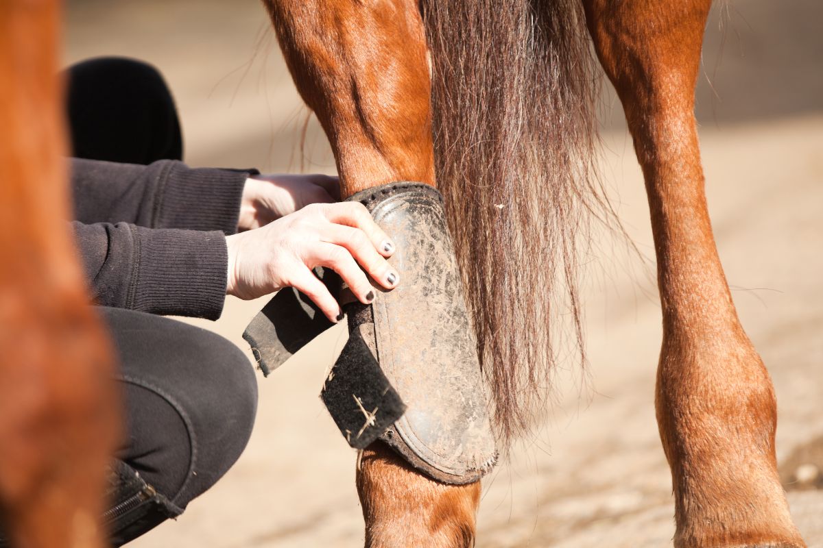 Horse brushing boots