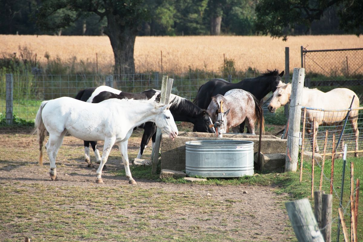 Horses at water tank