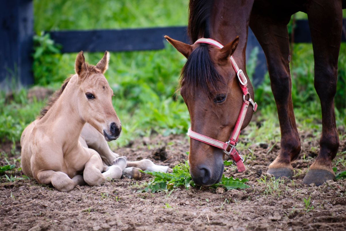 Mother and baby horse