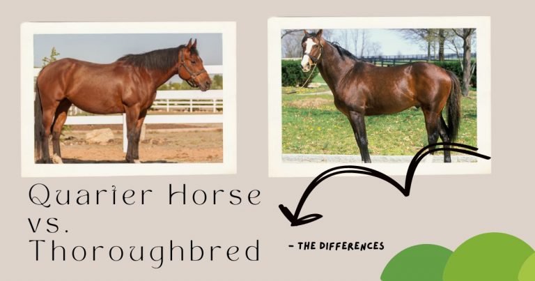 Quarter Horse vs. Thoroughbred