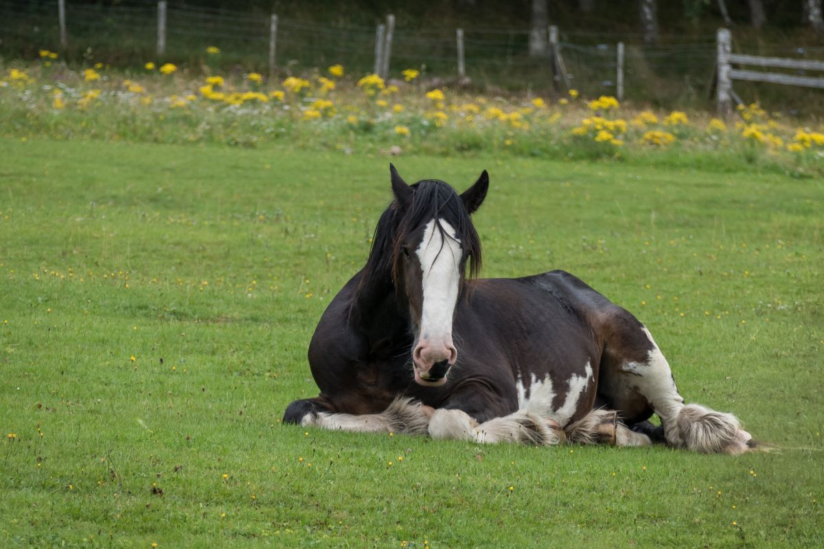 Shire horse laying down